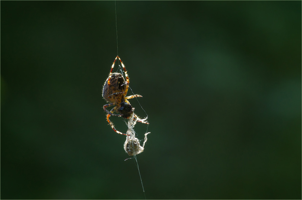 Фотографія Макро / Burda Andrey / photographers.ua