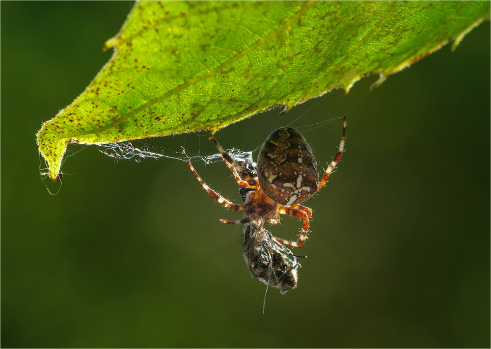 Фотографія Макро / Burda Andrey / photographers.ua