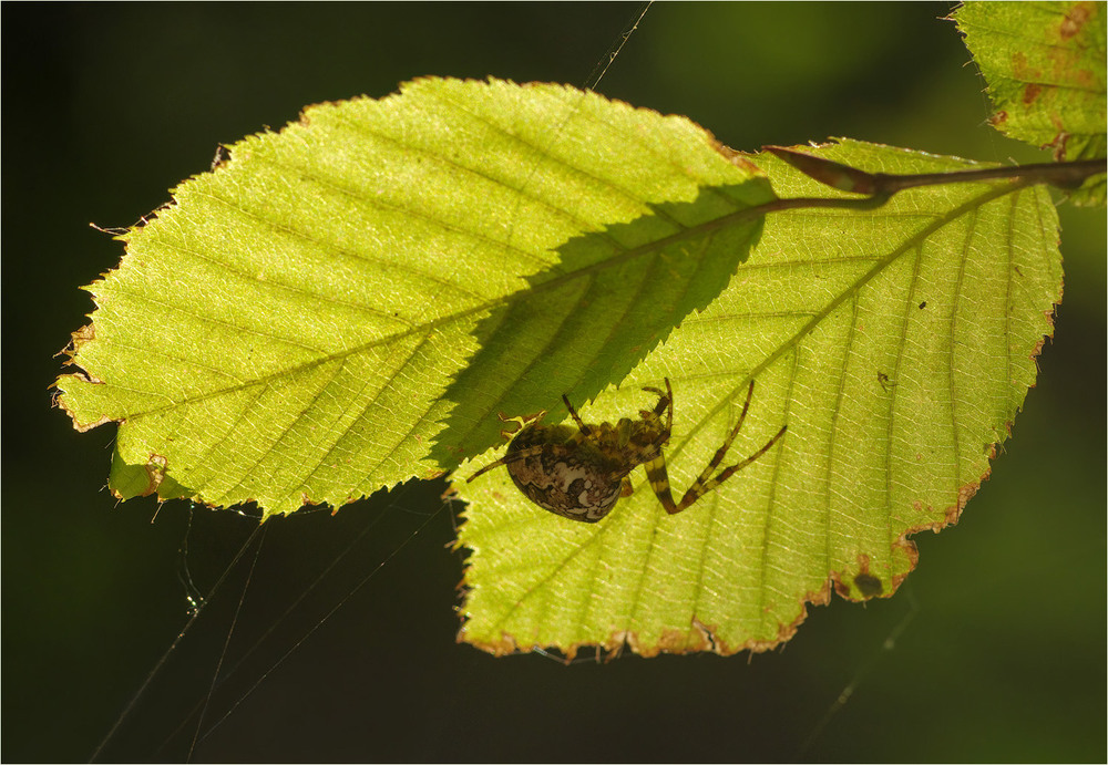 Фотографія Макро / Burda Andrey / photographers.ua