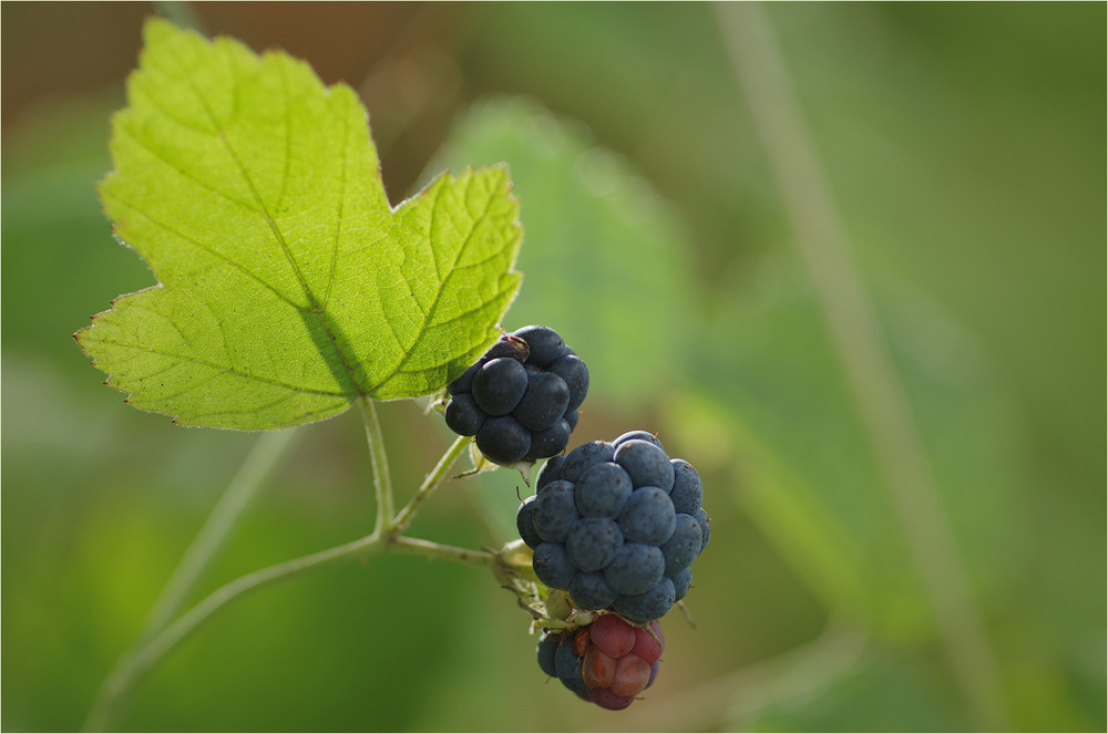 Фотографія Макро / Burda Andrey / photographers.ua