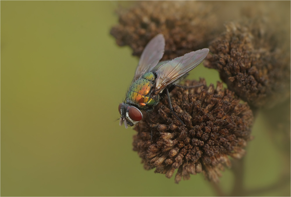 Фотографія Макро / Burda Andrey / photographers.ua