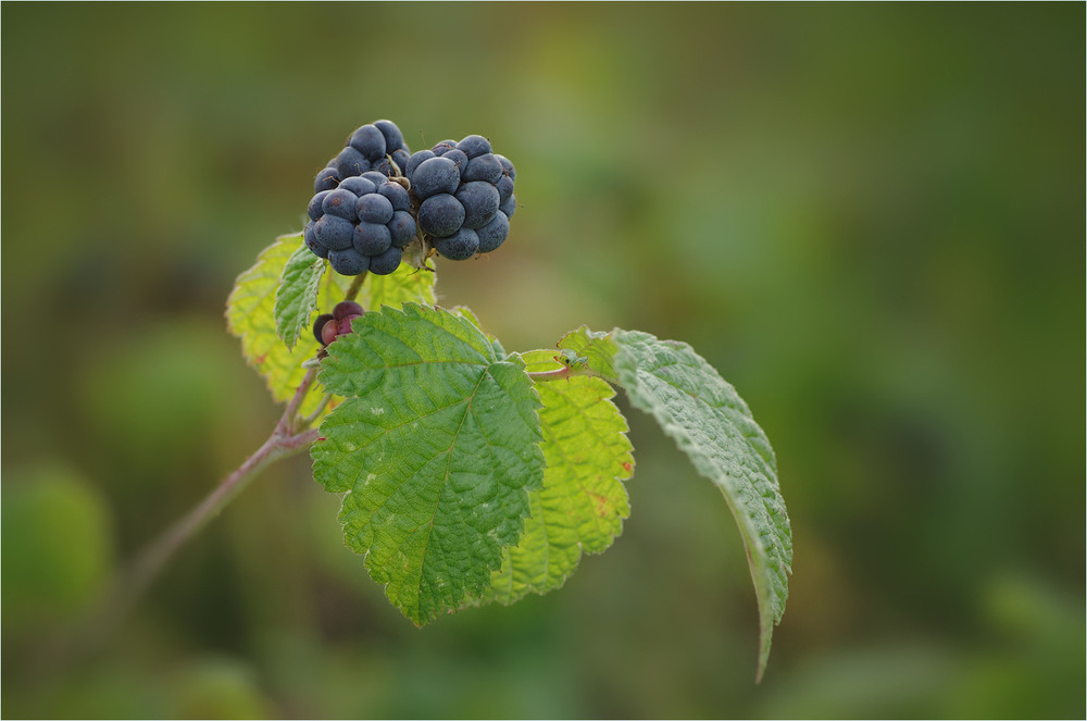 Фотографія Разное / Burda Andrey / photographers.ua