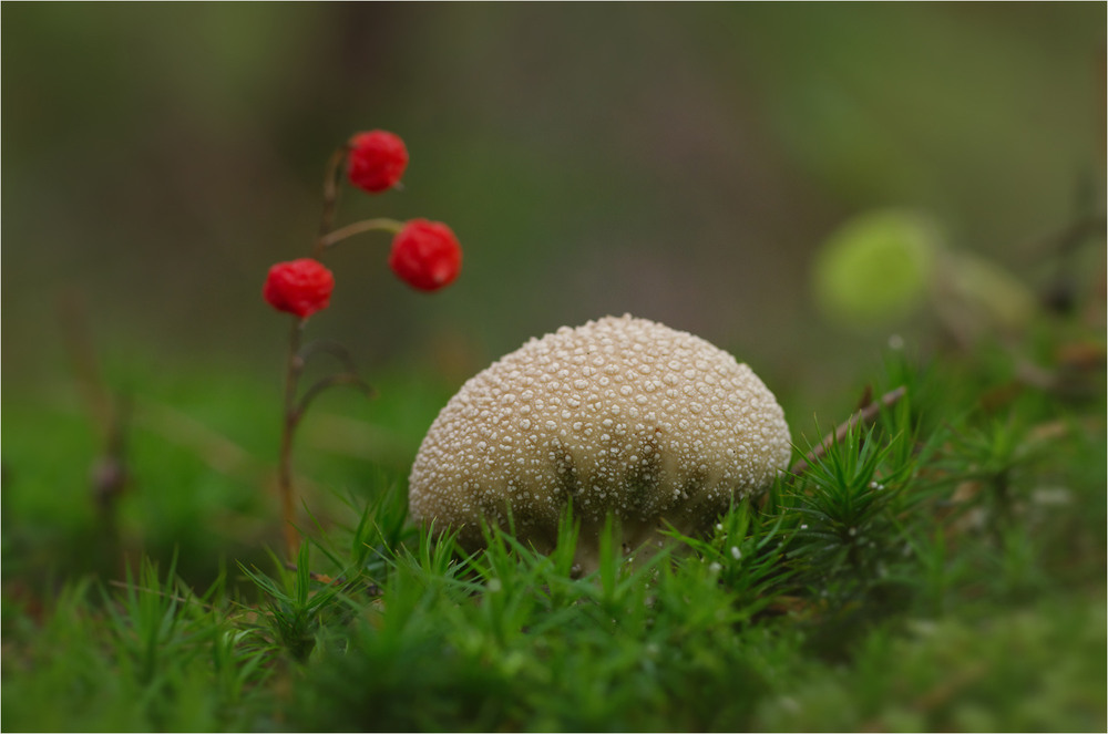 Фотографія Макро / Burda Andrey / photographers.ua