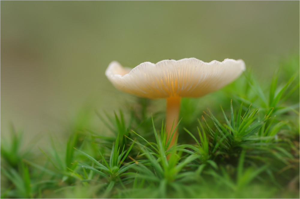 Фотографія Макро / Burda Andrey / photographers.ua