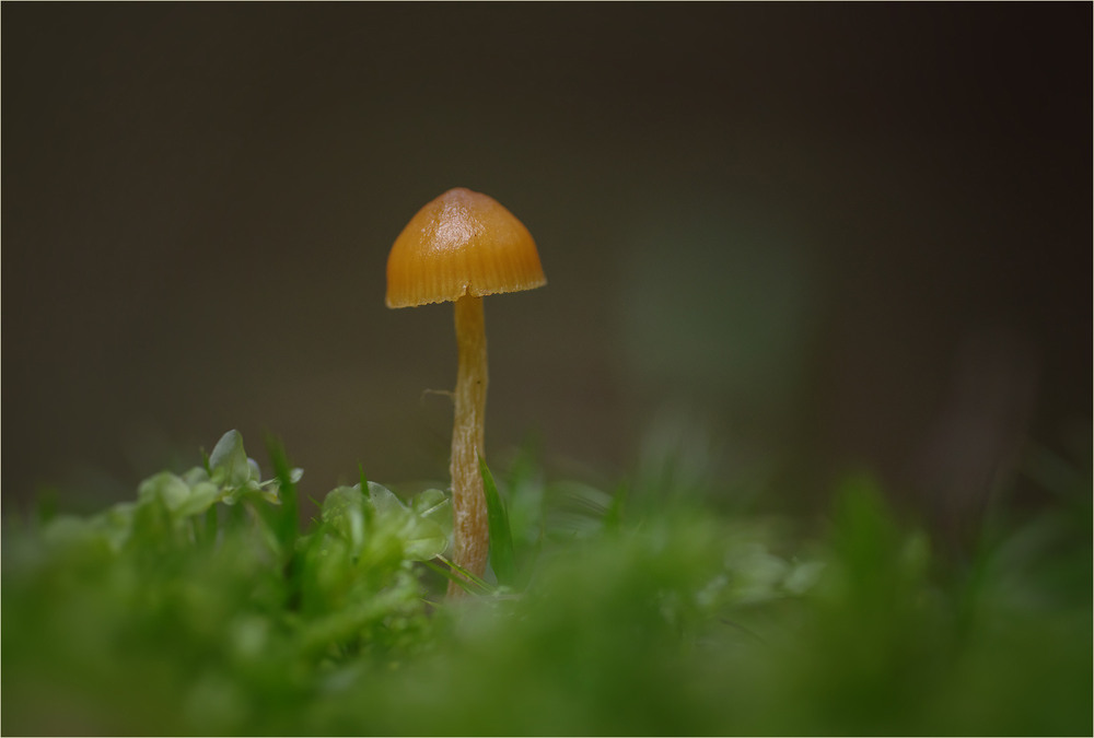 Фотографія Макро / Burda Andrey / photographers.ua