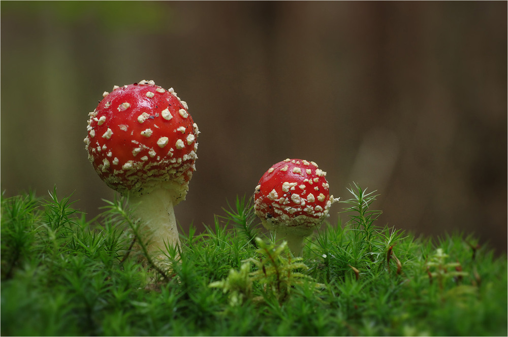 Фотографія Разное / Burda Andrey / photographers.ua