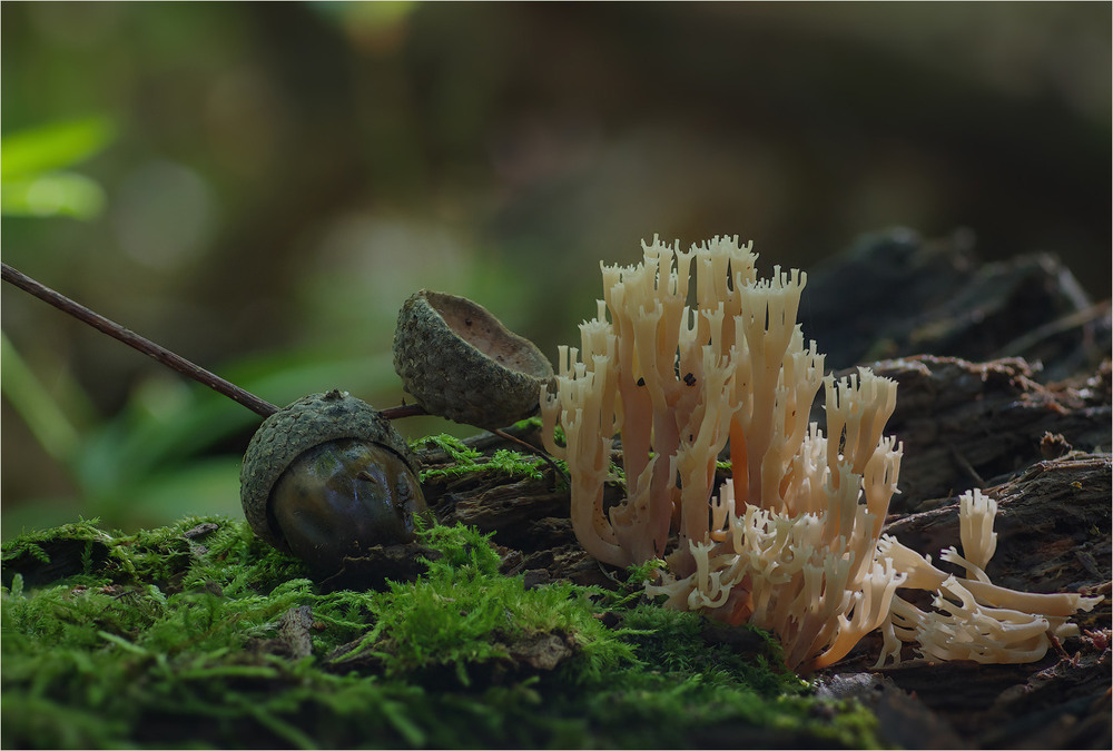 Фотографія Гламур / Burda Andrey / photographers.ua