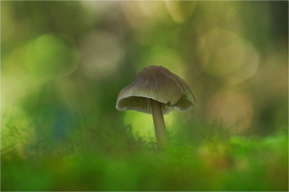 Фотографія Макро / Burda Andrey / photographers.ua