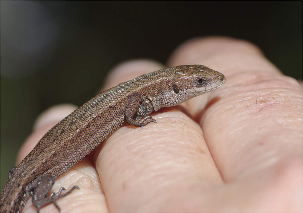 Фотографія Макро / Burda Andrey / photographers.ua