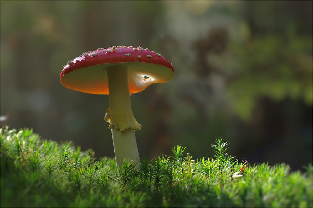 Фотографія Разное / Burda Andrey / photographers.ua