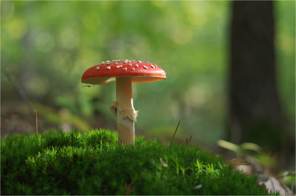 Фотографія Разное / Burda Andrey / photographers.ua