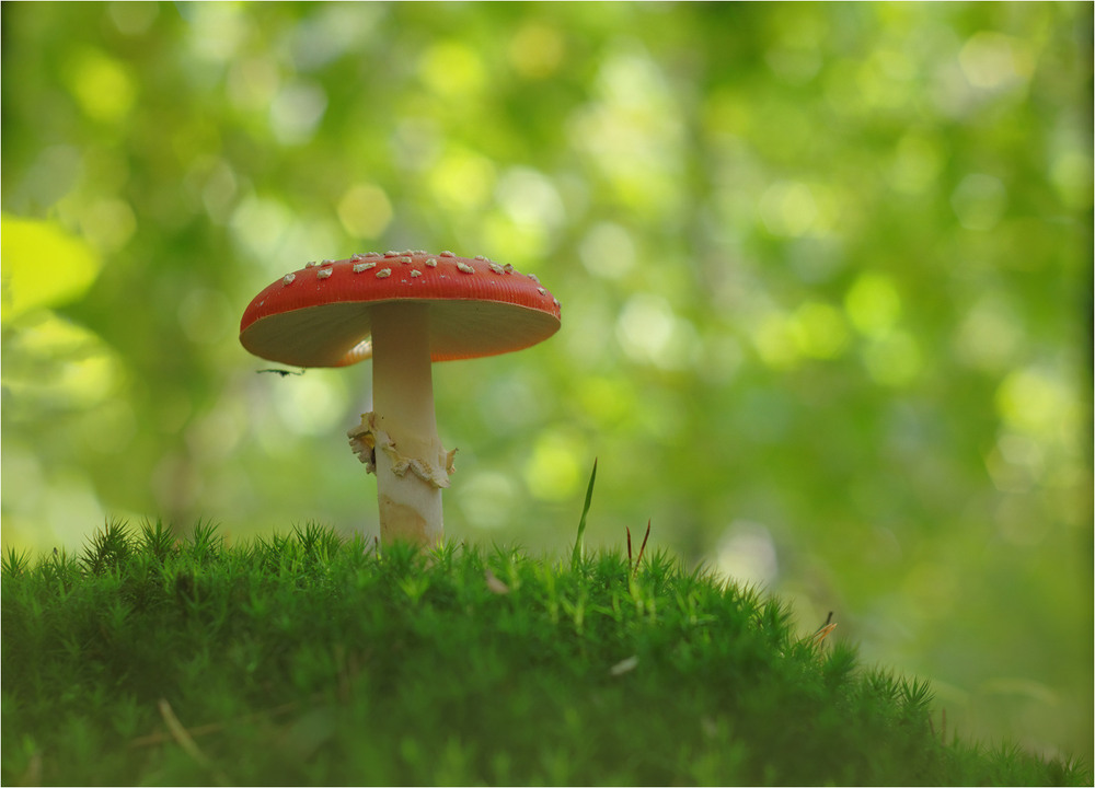 Фотографія Разное / Burda Andrey / photographers.ua