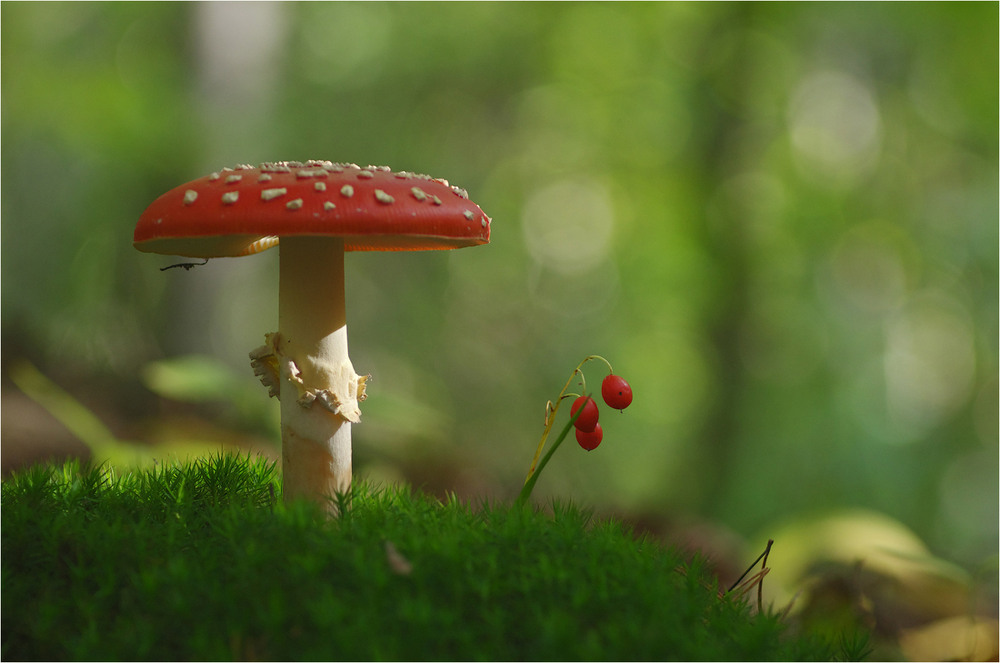 Фотографія Разное / Burda Andrey / photographers.ua