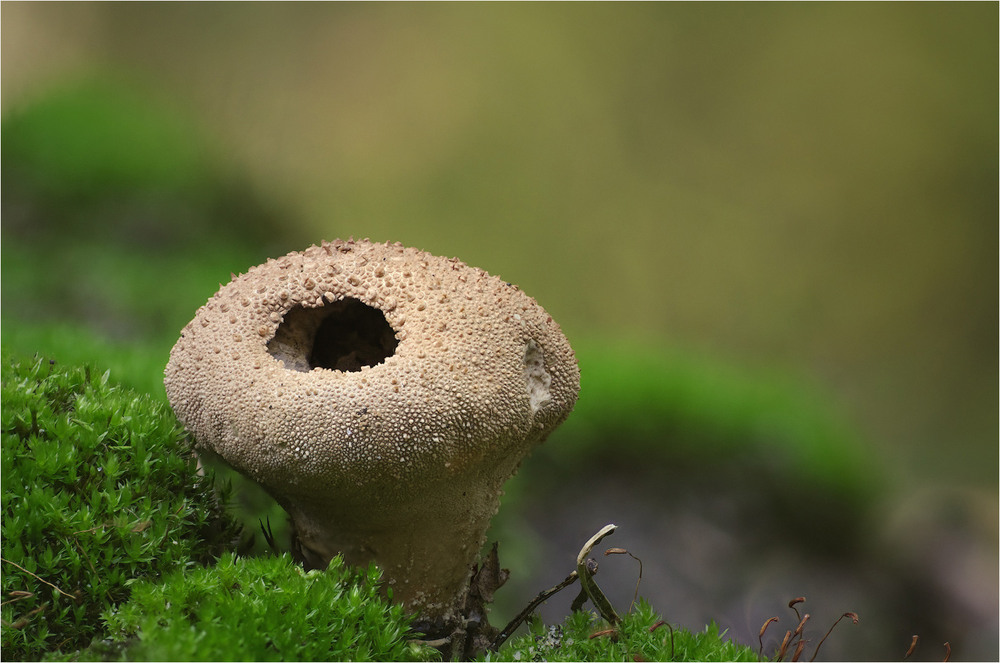 Фотографія Макро / Burda Andrey / photographers.ua