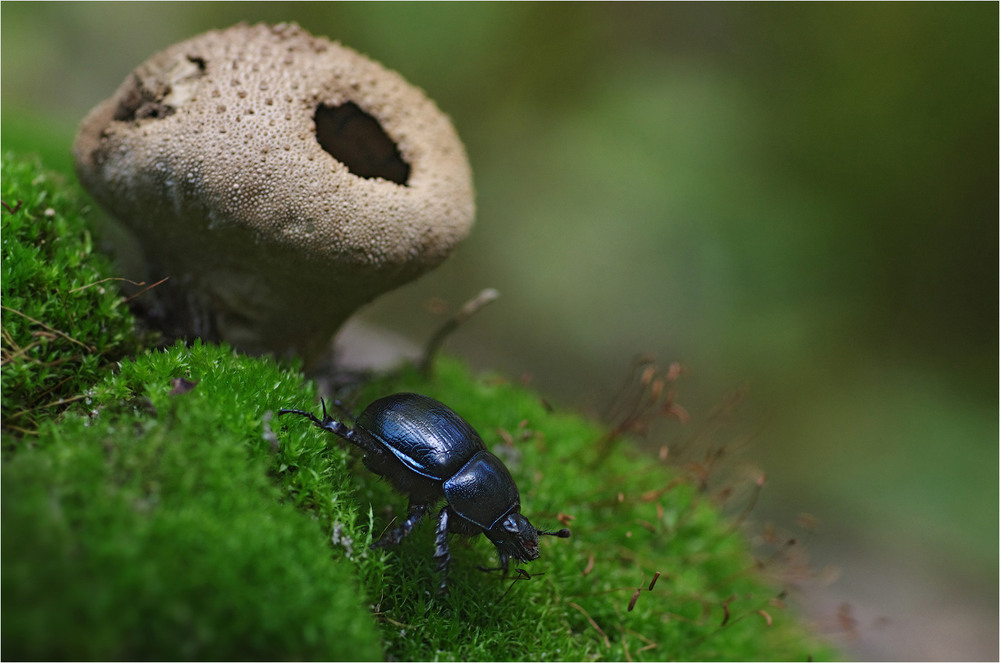 Фотографія Макро / Burda Andrey / photographers.ua
