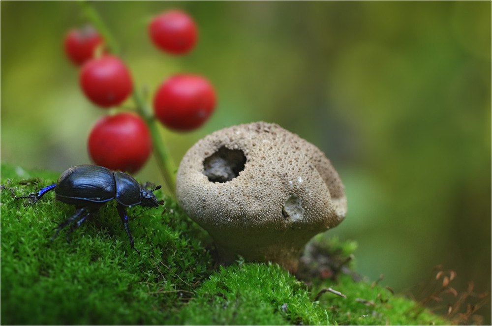 Фотографія Макро / Burda Andrey / photographers.ua