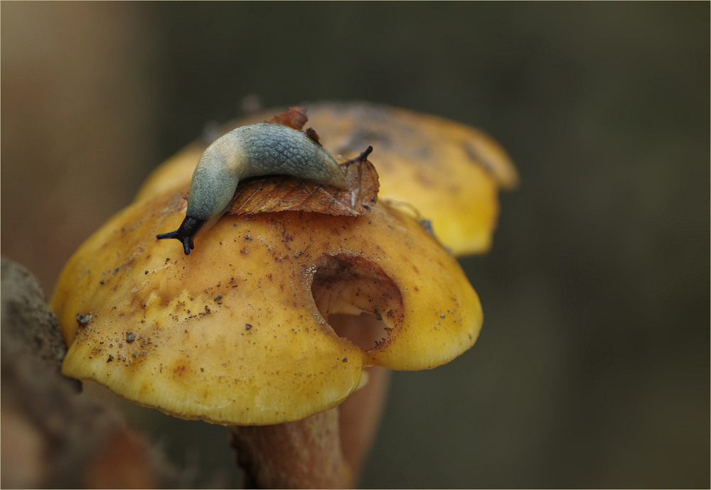 Фотографія Макро / Burda Andrey / photographers.ua