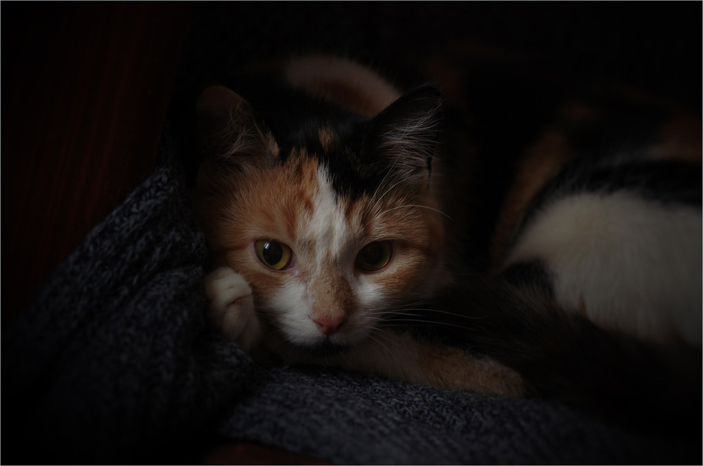 Фотографія Прунька / Burda Andrey / photographers.ua