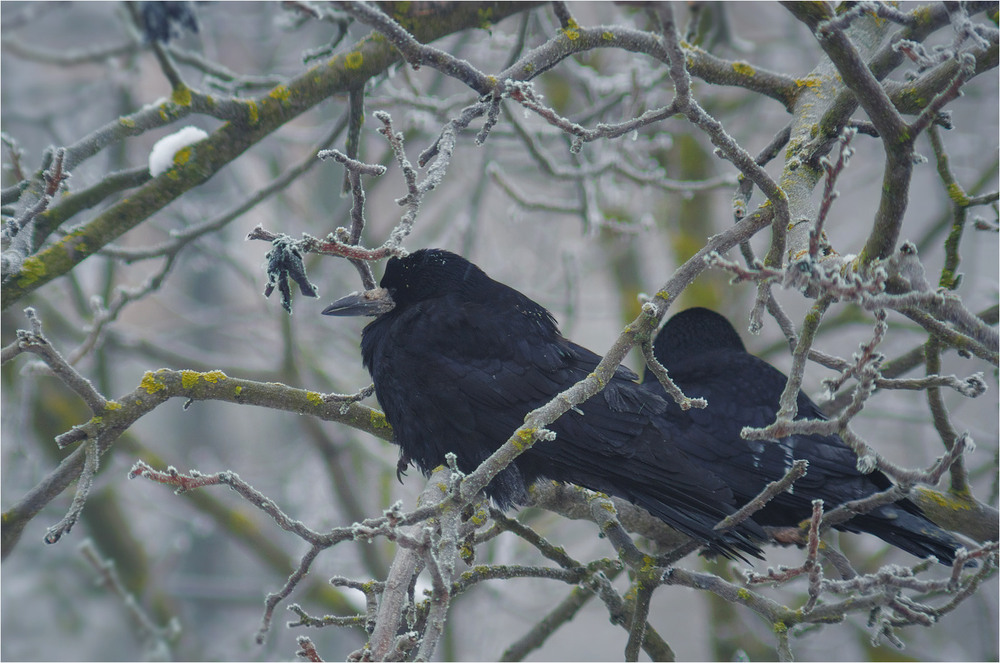 Фотографія Животные / Burda Andrey / photographers.ua
