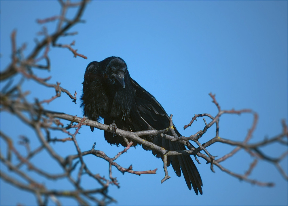 Фотографія Животные / Burda Andrey / photographers.ua