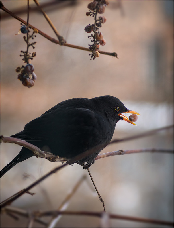 Фотографія Животные / Burda Andrey / photographers.ua