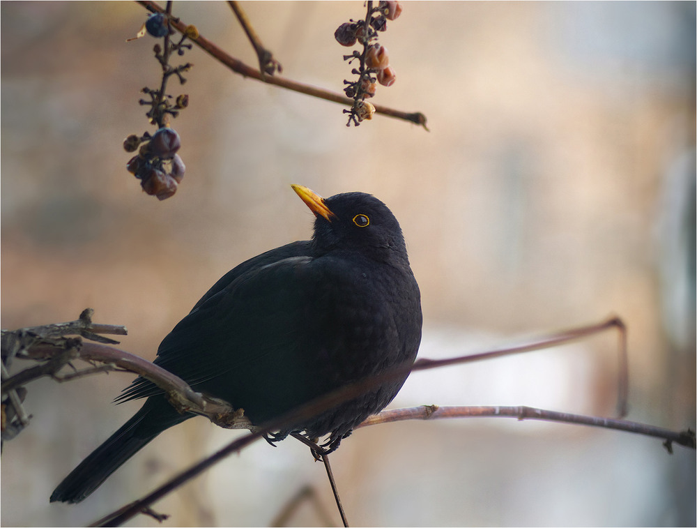 Фотографія Животные / Burda Andrey / photographers.ua