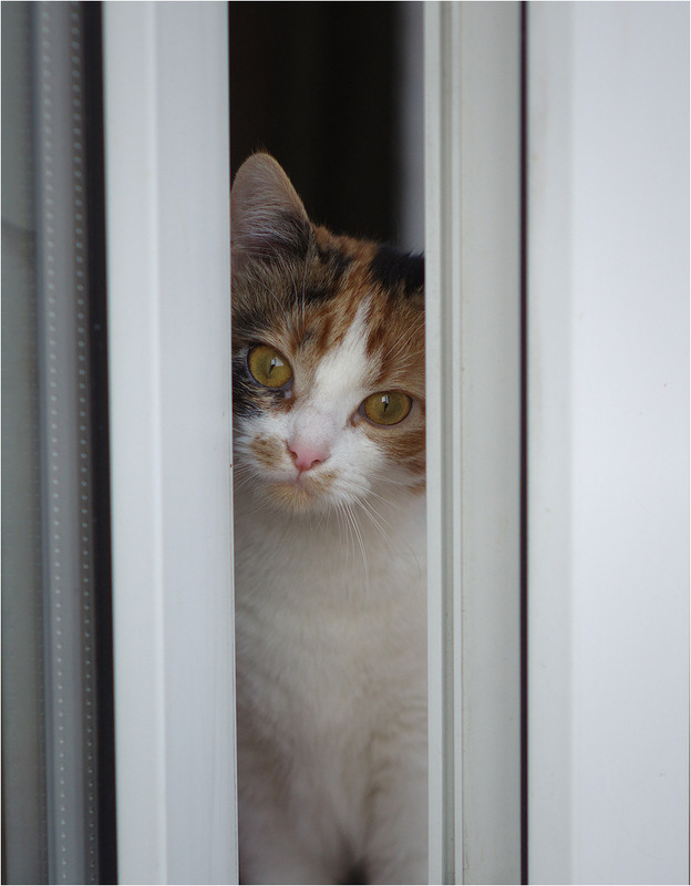 Фотографія Животные / Burda Andrey / photographers.ua