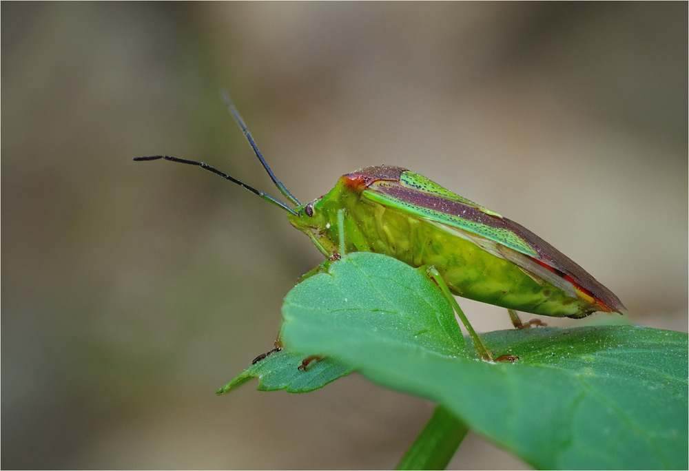 Фотографія Макро / Burda Andrey / photographers.ua