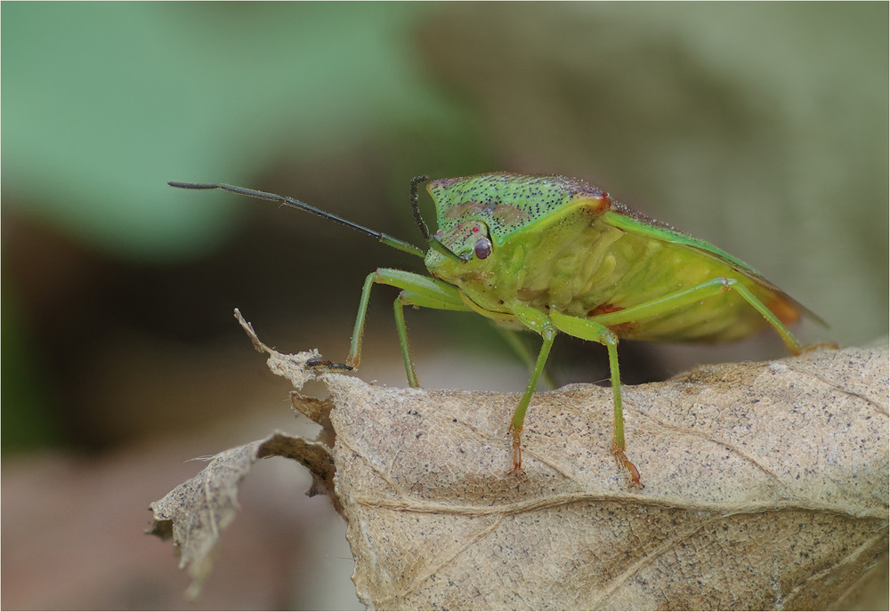 Фотографія Макро / Burda Andrey / photographers.ua