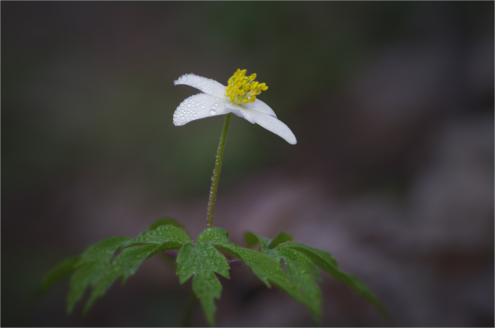 Фотографія Макро / Burda Andrey / photographers.ua