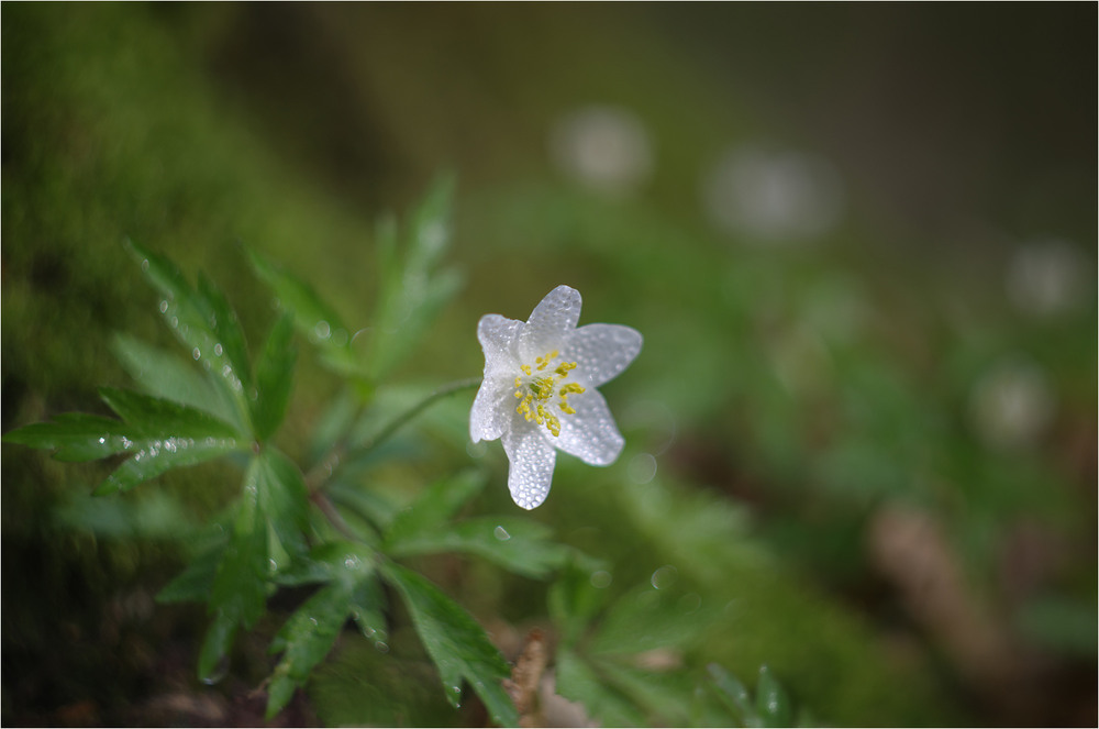 Фотографія Макро / Burda Andrey / photographers.ua