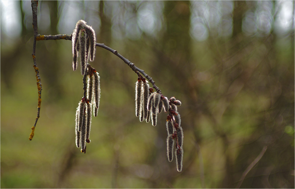 Фотографія Разное / Burda Andrey / photographers.ua