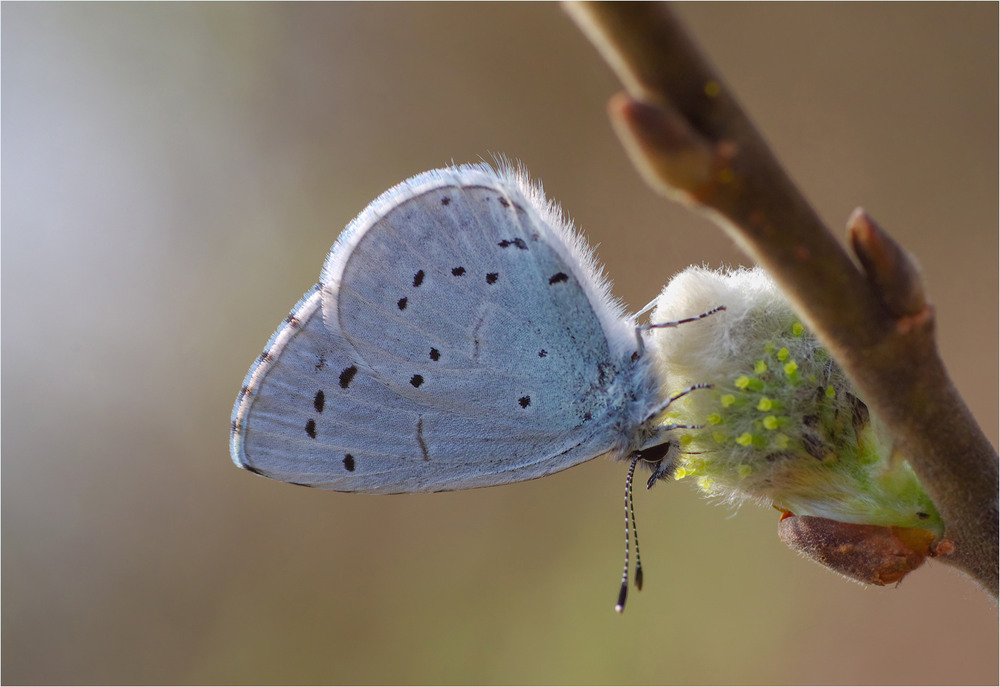 Фотографія Макро / Burda Andrey / photographers.ua