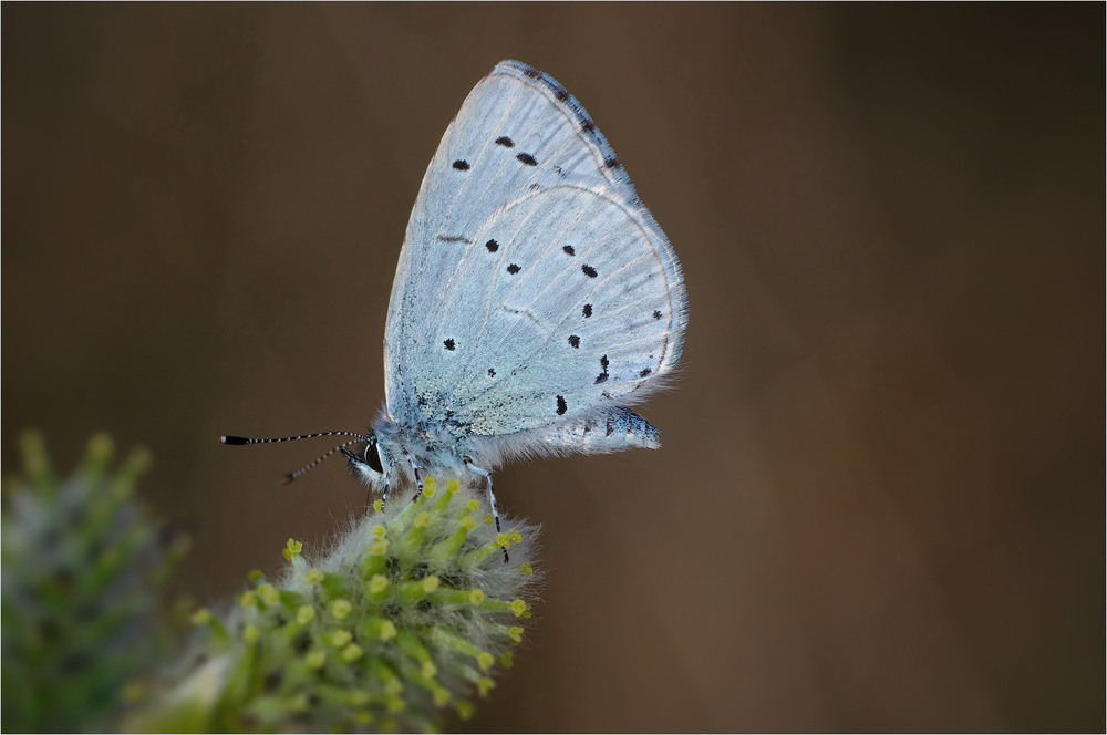 Фотографія Макро / Burda Andrey / photographers.ua