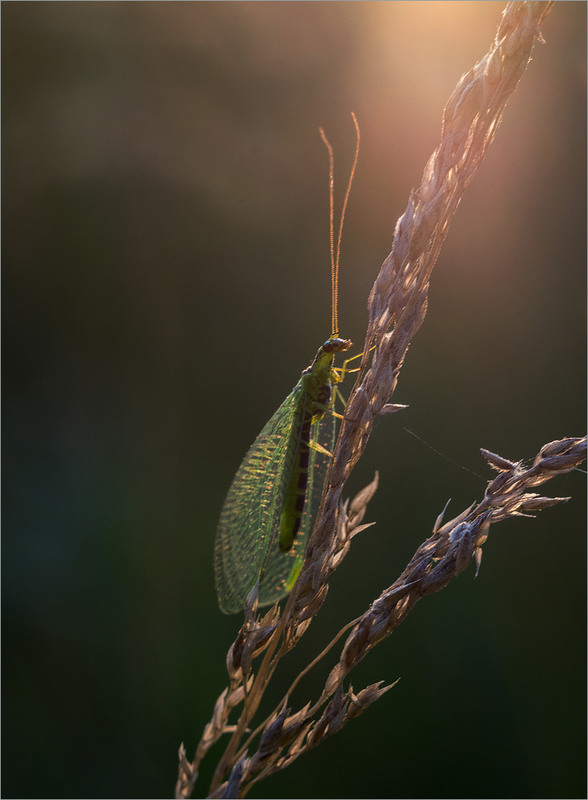 Фотографія Макро / Burda Andrey / photographers.ua