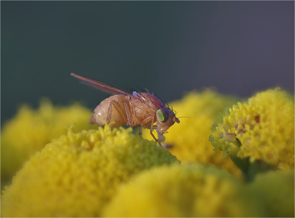 Фотографія Макро / Burda Andrey / photographers.ua