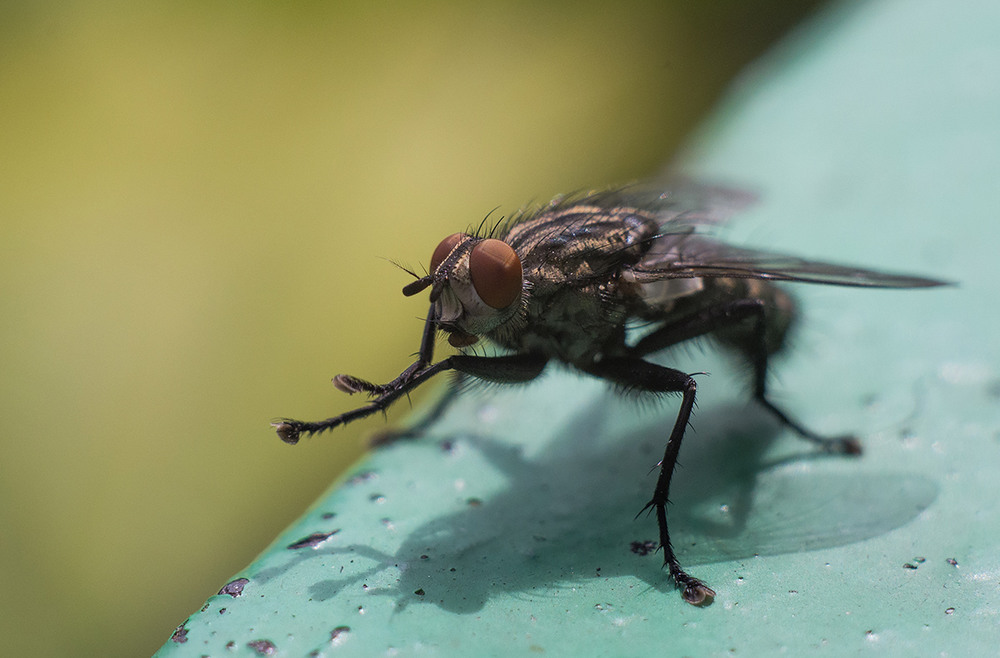 Фотографія муха...  просто муха / Burda Andrey / photographers.ua