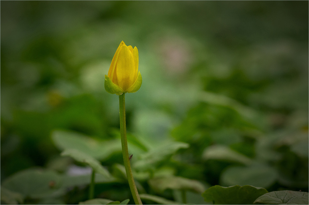 Фотографія Разное / Burda Andrey / photographers.ua