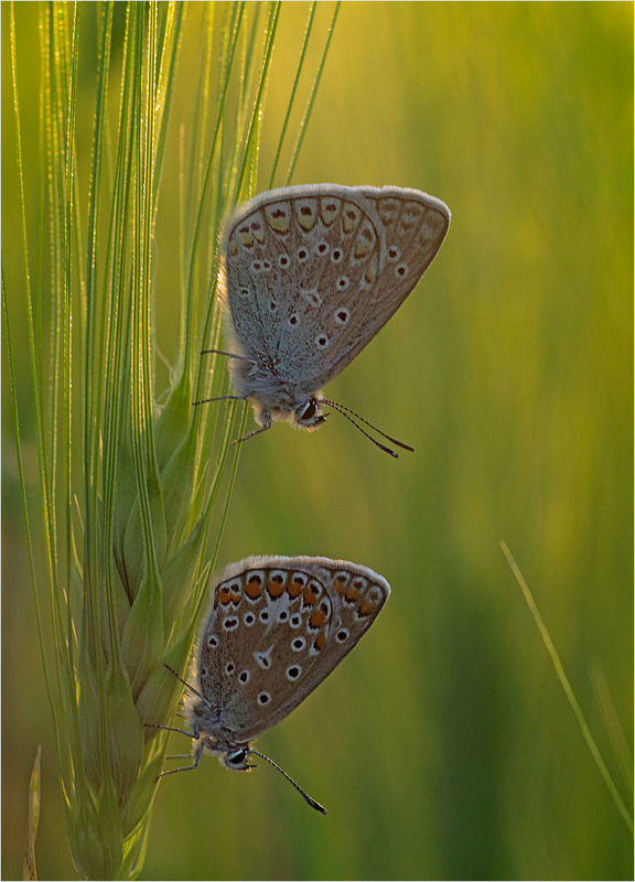 Фотографія Макро / Burda Andrey / photographers.ua