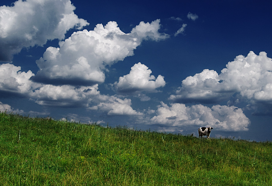 Фотографія Почти Милка, или Корова из Кременчугского района - 2 / Vitaliy Prokopenko / photographers.ua