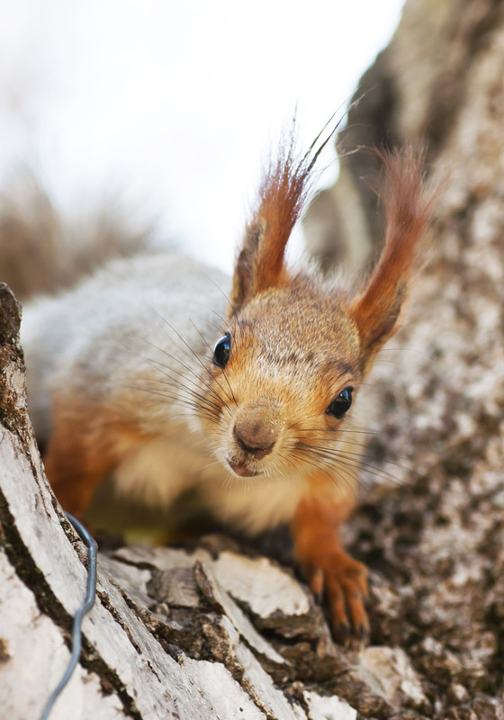 Фотографія Производитель Nuts) / Мария Фоменок / photographers.ua