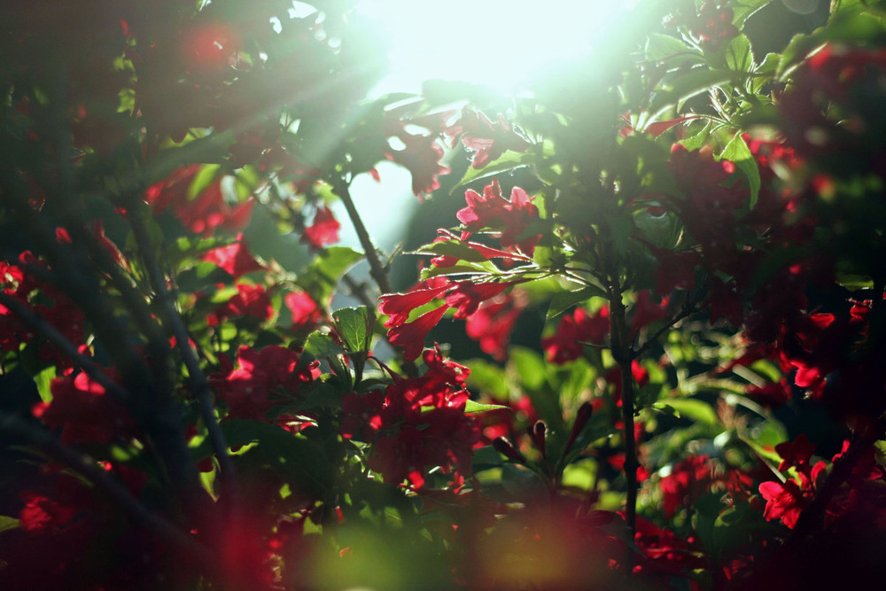 Фотографія Пейзаж / Александра Рось / photographers.ua
