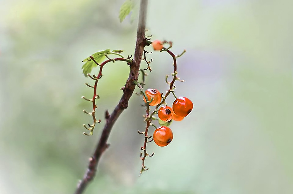 Фотографія В косичку ягоды вплелись... / Валерий Басыров / photographers.ua