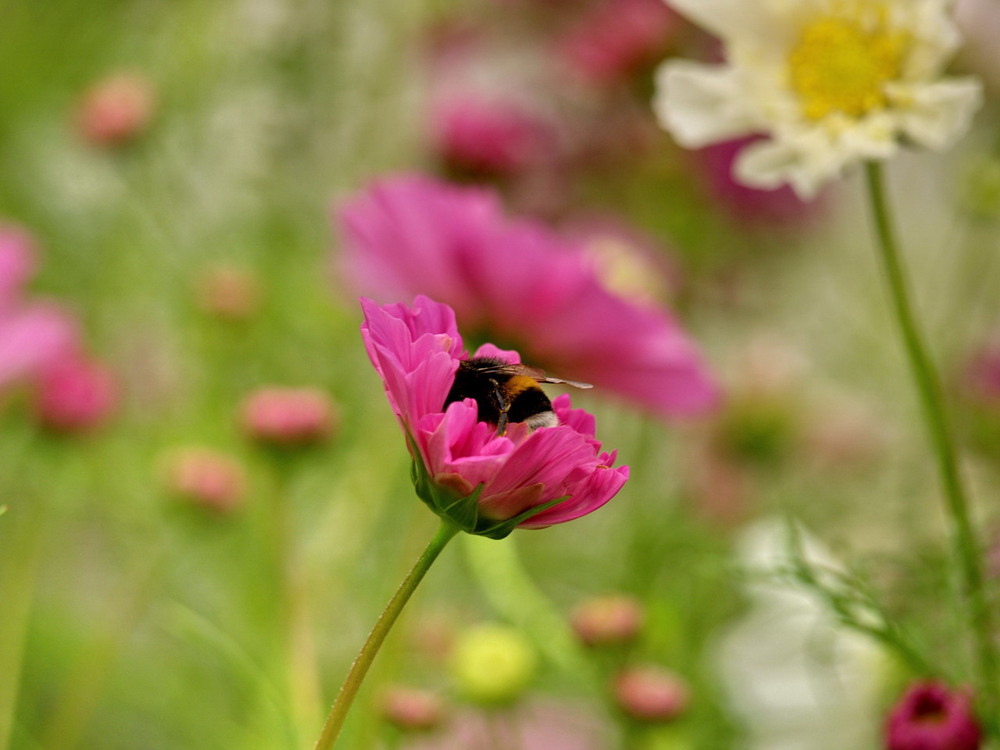 Фотографія *** / Мартиша Кравчик / photographers.ua