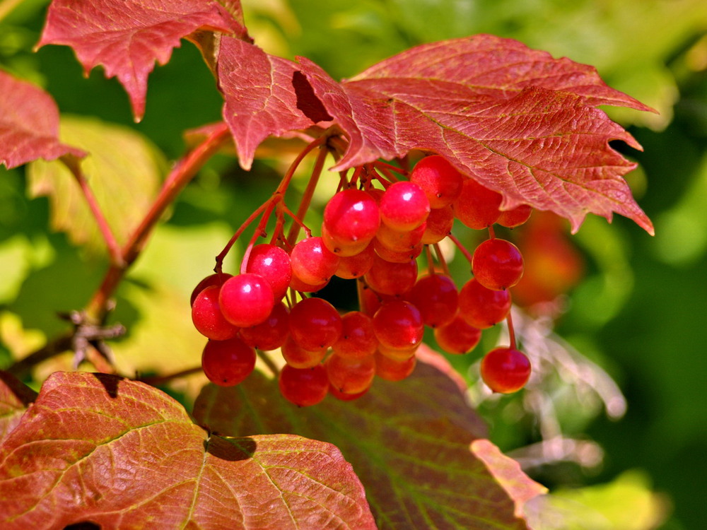 Фотографія *** / Мартиша Кравчик / photographers.ua