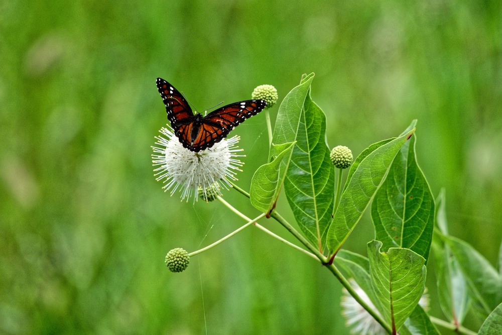 Фотографія butterfly / ihor / photographers.ua