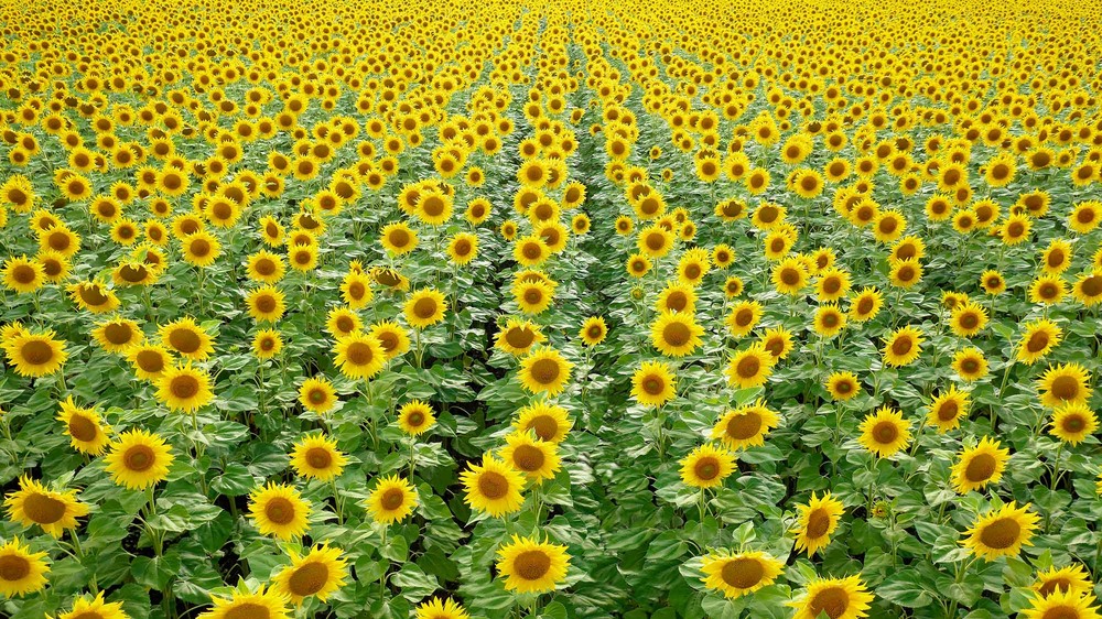 Фотографія Ideal sunflowers / ihor / photographers.ua