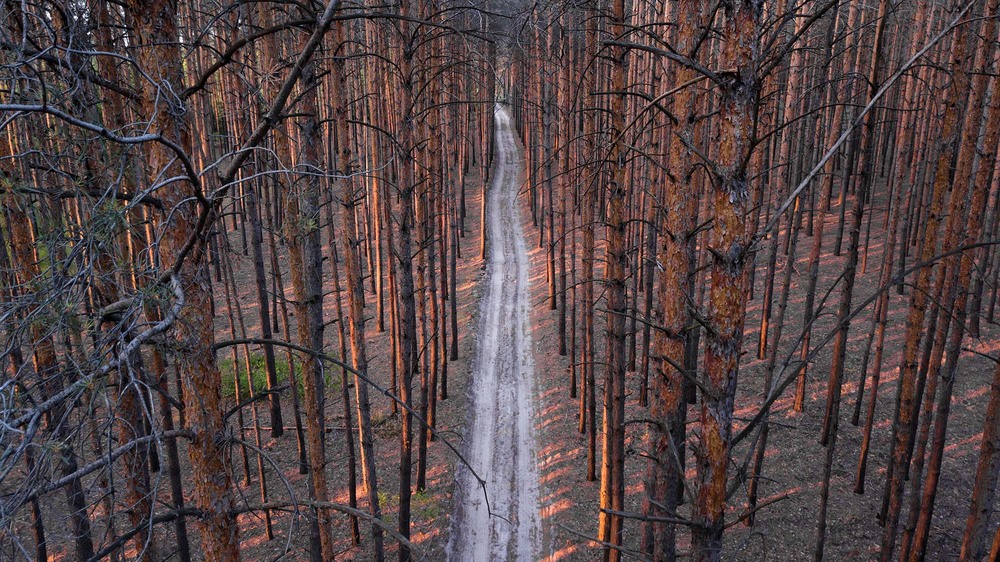 Фотографія pine road / ihor / photographers.ua