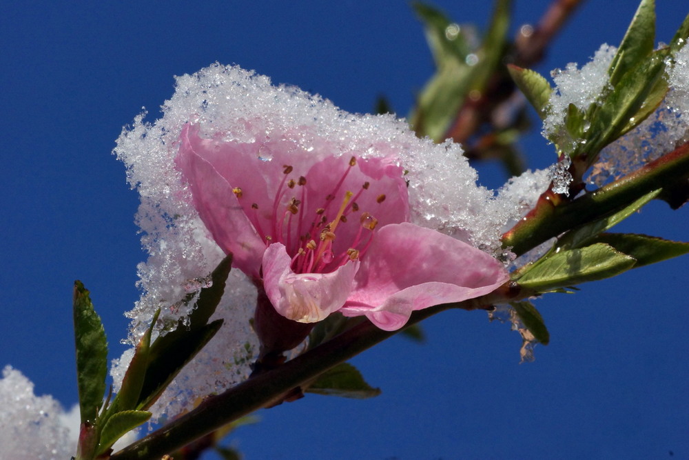 Фотографія Сюрпризы весны / Алекс Андр / photographers.ua