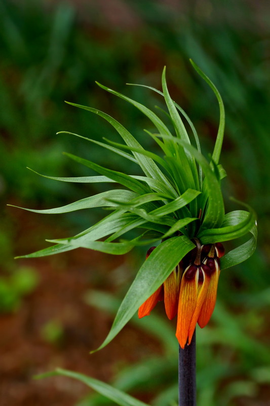 Фотографія Весенний ветерок / Алекс Андр / photographers.ua